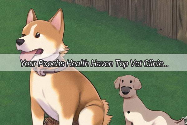  Your Poochs Health Haven Top Vet Clinics in Xuchang China